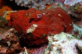 Scorpaenopsis diabolus Devil scorpionfish red form New Caledonia