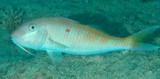 Parupeneus heptacanthus Barbé à point rouge Nouvelle-Calédonie poisson du lagon