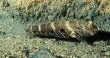 Cryptocentrus strigilliceps Side-spot shrimp-goby gobiinae cryptocentrus poisson Nouvelle-Calédonie identification