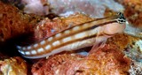 Ecsenius fourmanoiri Blennie de Fourmanoir poisson endemique Nouvelle-Calédonie photographie sous-marine aqurium commerce