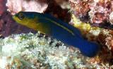 Pseudochromis cyanotaenia Surge dottyback New Caledonia Bi-directional sex change