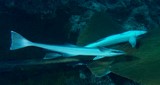 Echeneis naucrates Striped Suckerfish New Caledonia Most abundant remora in warm waters