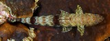 Saurida gracilis Gespikkelde akkedisvis New Caledonia elongate fish with a short based dorsal fin and a dorsal adipose fin