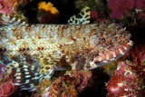 Saurida gracilis Anoli grêle machoire poisson Nouvelle-Calédonie récif coralien