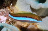 Thalassoma lutescens Girelle-paon jaune Juvénile Nouvelle-Calédonie poisson exotique aquarium