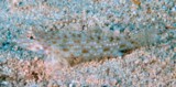 Istigobius rigilius Body color yellowish white New Caledonia