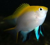 Neoglyphidodon melas Blue and gold damsel-fish New Caledonia marine fauna inventory