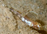 Psammogobius pisinnus Gobie des pentes sablonneuses Nouvelle-Calédonie famille Gobiidae