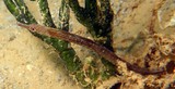 Festucalex wassi Wass’ pipefish New Caledonia Caudal fin brownish with pale margin