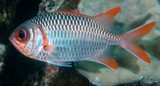 Myripristis violacea Lattice soldierfish New Caledonia silvery-violet sheen, orange tips on the fins