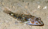 Fusigobius inframaculatus Orange-spotted Sand Goby New Caledonia two dorsal spines especially in male