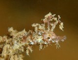 Acentronura breviperula Pseudo-hippocampe pigmée à petite poche Nouvelle-Calédonie photographie sous-marine macro