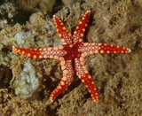 Fromia monilis étoile de mer à six bras Nouvelle-Calédonie classe des Asteroidea