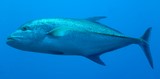 Caranx melampygus Bluefin trevally New Caledonia fish reef