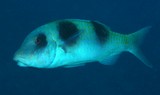 Parupeneus crassilabris Upénéus à grosses lèvres Nouvelle-Calédonie poisson Famille mullidae