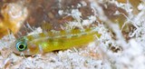 Trimma winchi Winch's pygmygoby New Caledonia yellow dorsal fin
