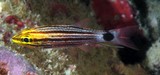 Cheilodipterus heptazona Ottestribet kardinalfisk