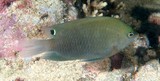 Pomacentrus adelus Obscure damselfish fish of New Caledonia