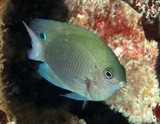Pomacentrus adelus Dusky damsel fish of New Caledonia Pomacentridae