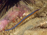 Doryrhamphus melanopleura Syngnathe à bande bleue du Pacifique Nouvelle-Calédonie plongée sous marine