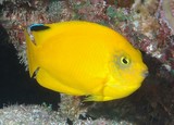 Centropyge Woodheadi angelfish New Caledonia bright yellow orange flack fin