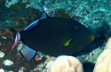 Melichthys vidua Baliste à queue rose Nouvelle-Calédonie poisson bouche jaune orangé