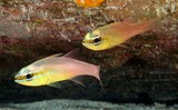 Ostorhinchus apogonoides Apogon à ventre doré Nouvelle-Calédonie poisson couleur orange