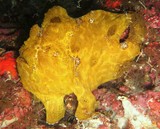 Antennarius commerson Antennaire de Commerson poisson jaune Nouvelle-Calédonie