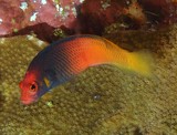 Cypho purpurascens Serran nain pourpre mâle Nouvelle-Calédonie poisson