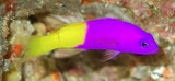 Pictichromis coralensis Two-colour Dottyback New Caledonia marine fish yellow purple