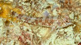 Enneapterygius niger poisson trois nageoires noire de Nouvelle-Calédonie