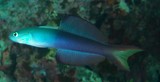 Ptereleotris evides gobie-fléchette poisson Nouvelle-Calédonie queue noire
