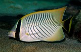 Chaetodon trifascialis table-coral butterflyfish New Caledonia fish lagoon island