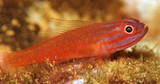 Trimma capostriatum Spotted Redlined Pygmygoby New Caledonie fish collection new fish