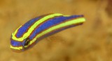 Pentapodus aureofasciatus Yakushimakitsuneuo ヤクシマキツネウオ 少年 ニューカレドニア