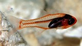 Cercamia cladara Poisson cardinal frèle Plongée sous marine photographie