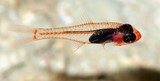 Cercamia cladara Frail cardinalfish New Caledonia cave diving