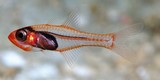 Cercamia cladara Poisson cardinal frèle Nouvelle-Calédonie