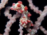 Hippocampus bargibanti Pygmy seahorse New Caledonia gorgonian coral Muricella plectana