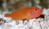 Trimma benjamini Gobie pygmée à oeil cerclé Nouvelle-Calédonie identification poisson