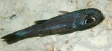 Epigonus cavaticus Poisson grotte Nouvelle-Calédonie