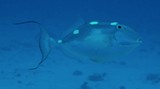 Abalistes filamentosus Baliste à filaments Nouvelle-Calédonie photographie sous-marine
