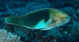 Hemigymnus melapterus Half and half wrasse New Caledonia