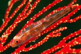 Bryaninops yongei Gobie nain de Yonge poisson de Nouvelle-Calédonie poisson rouge