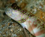 Cryptocentrus leptocephalus Pink-speckled shrimpgoby New Caledonia