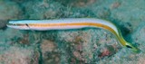 Gunnellichthys curiosus Poisson-ver curieux Nouvelle-Calédonie famille Gobiidae Microdesminae