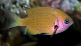 Pycnochromis pacifica Pacific bronze chromis New Caledonia Fish species