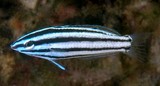 Halichoeres prosopeion Two-tone wrasse Perciformes Labridae Corinae New Caledonia identifcation tools fish lagoon