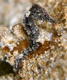 Hippocampus kuda Hippocampe d'estuaire Nouvelle-Calédonie ordre des Syngnathiformes