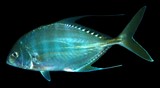 Carangichthys dinema 双线鱼鲹 新喀里多尼亞